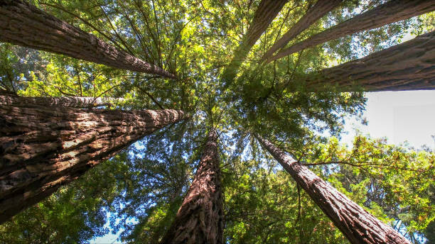 How Our Tree Care Process Works  in  Rainbow Springs, FL